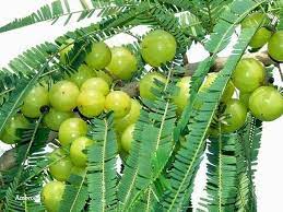 Amla Plants